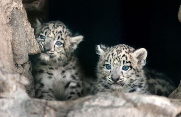 Clouded Baby Leopards Have Arrived!