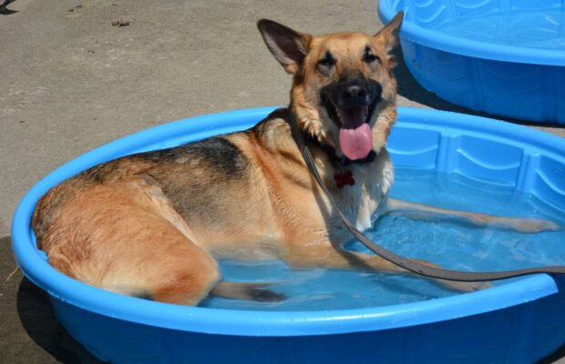 Barks & Brews Happened Over The Weekend
