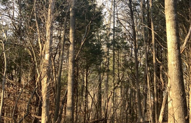 Clarksville’s Hiking Trails
