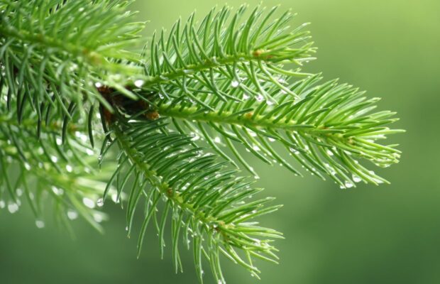 Can You Really EAT Your Christmas Tree?