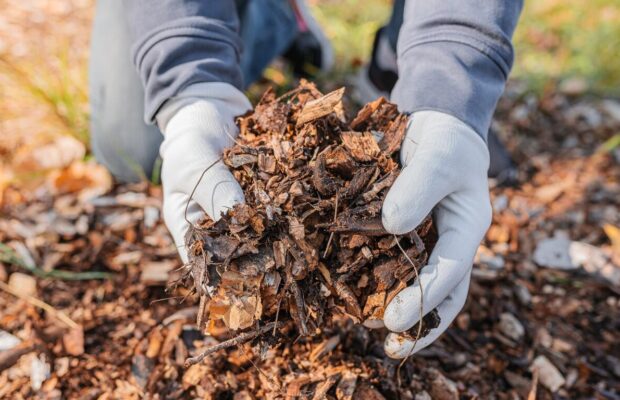 Getting rid of your Christmas tree?