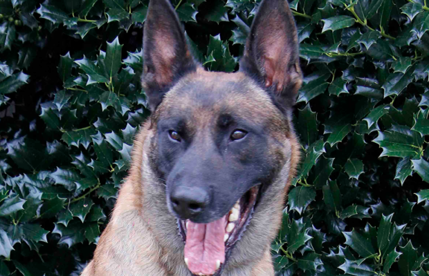 K9 police dog ‘Vader’ retires