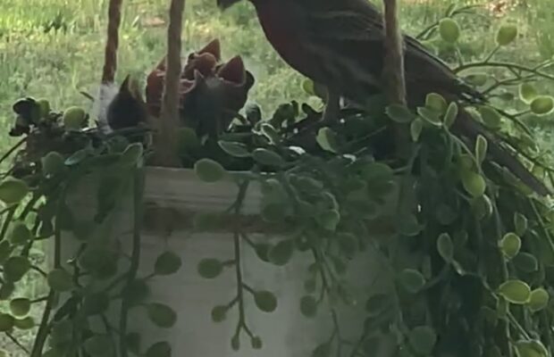 Spring Brings Baby Birds to Clarksville